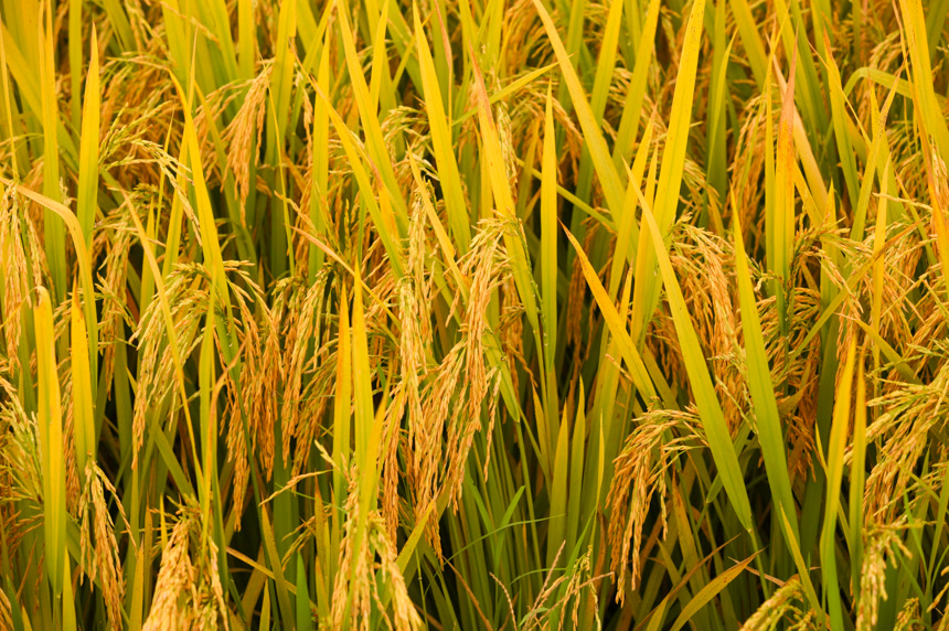 稻穗 稻子 