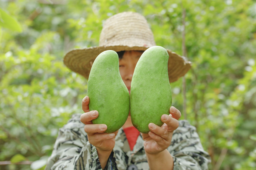 手里拿着金煌芒