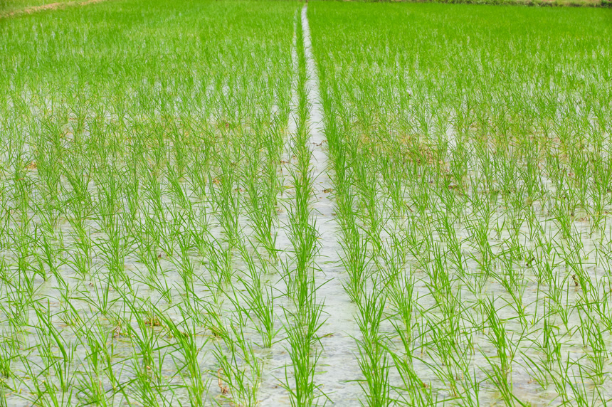 农田里种植的水稻