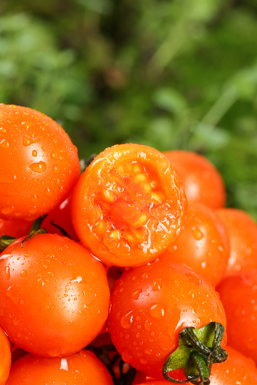 浅底上的小番茄