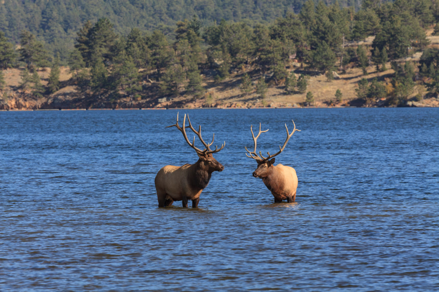 麋鹿在湖里洗澡和森林景观动物自然景观
