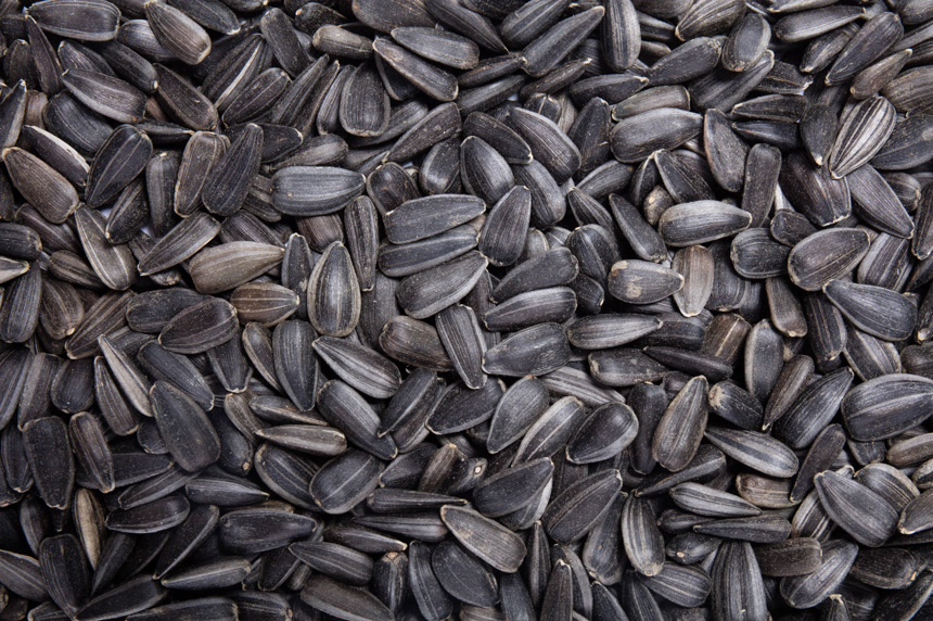 天然有机向日葵种子特写背景  坚果店广告宣传图