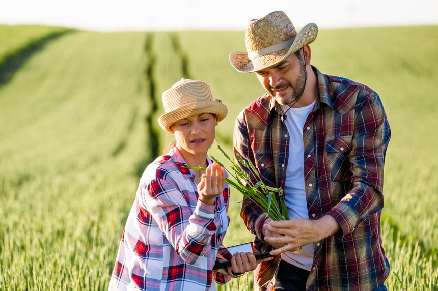 男人和女人一起工作他们正在研究种植的小麦农业