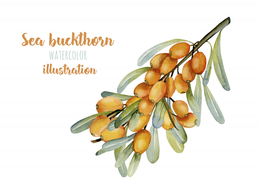 水彩沙棘树枝插图手绘风格插画食物插图