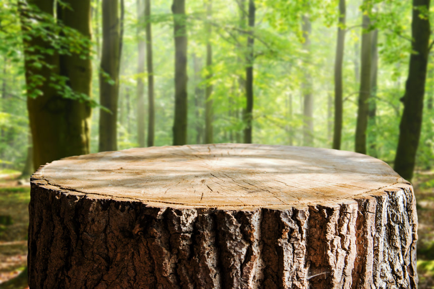 森林里的一颗树桩   保护森林资源概念