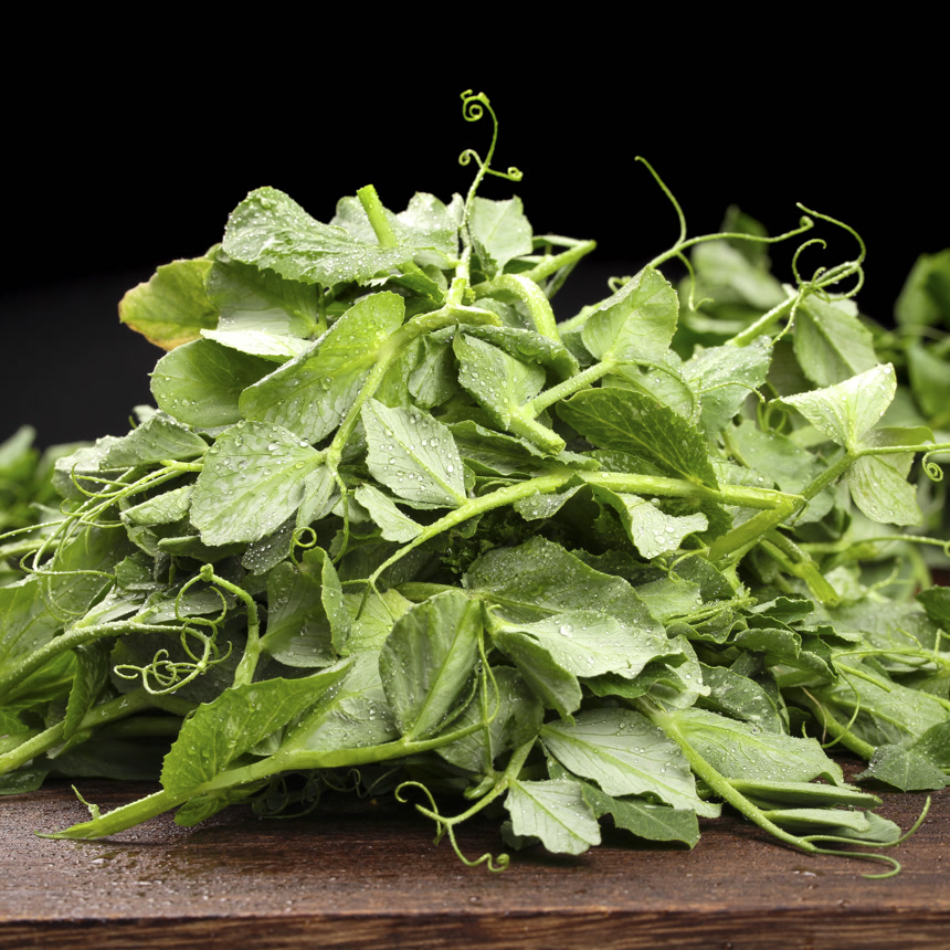 深底上的豌豆苗