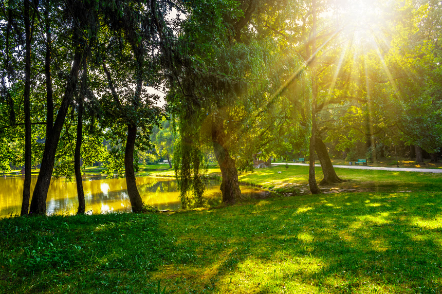 逆光拍摄阳光穿过树木
