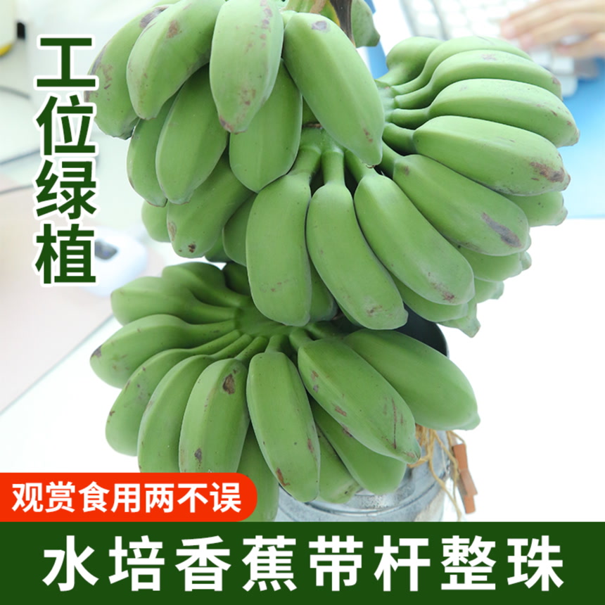 水培香蕉主图