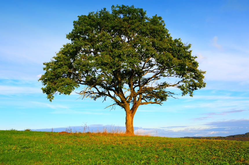 湛蓝的天空下有一棵大树自然风光