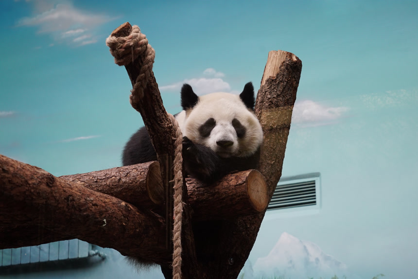 树枝上的大熊猫自然保护区动物