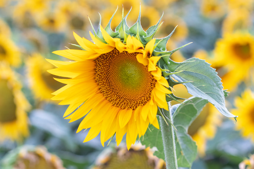 室外的美丽向日葵特写植物花卉