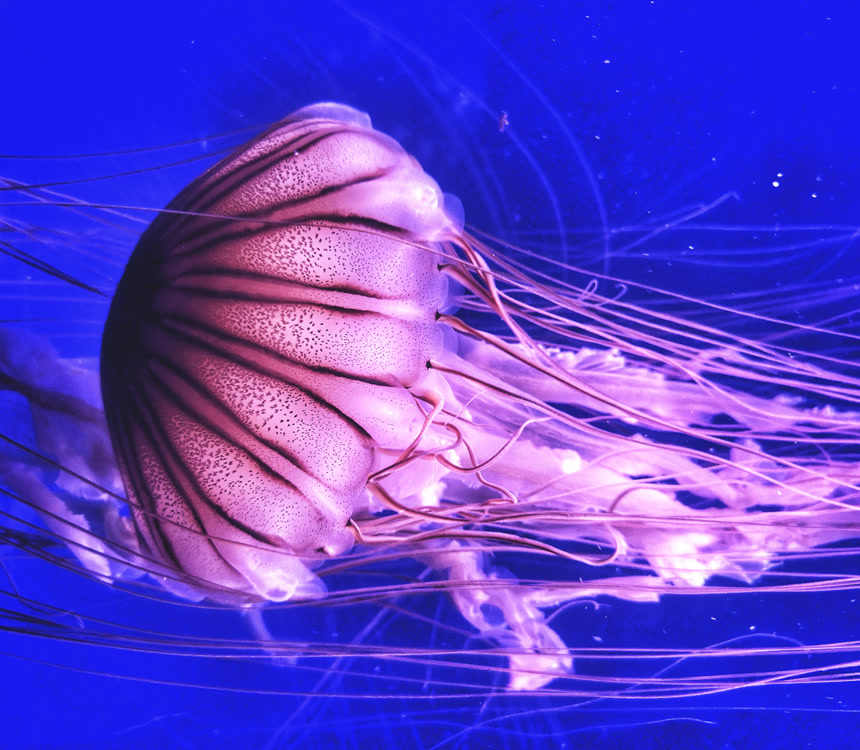 发光的水母在水中动物