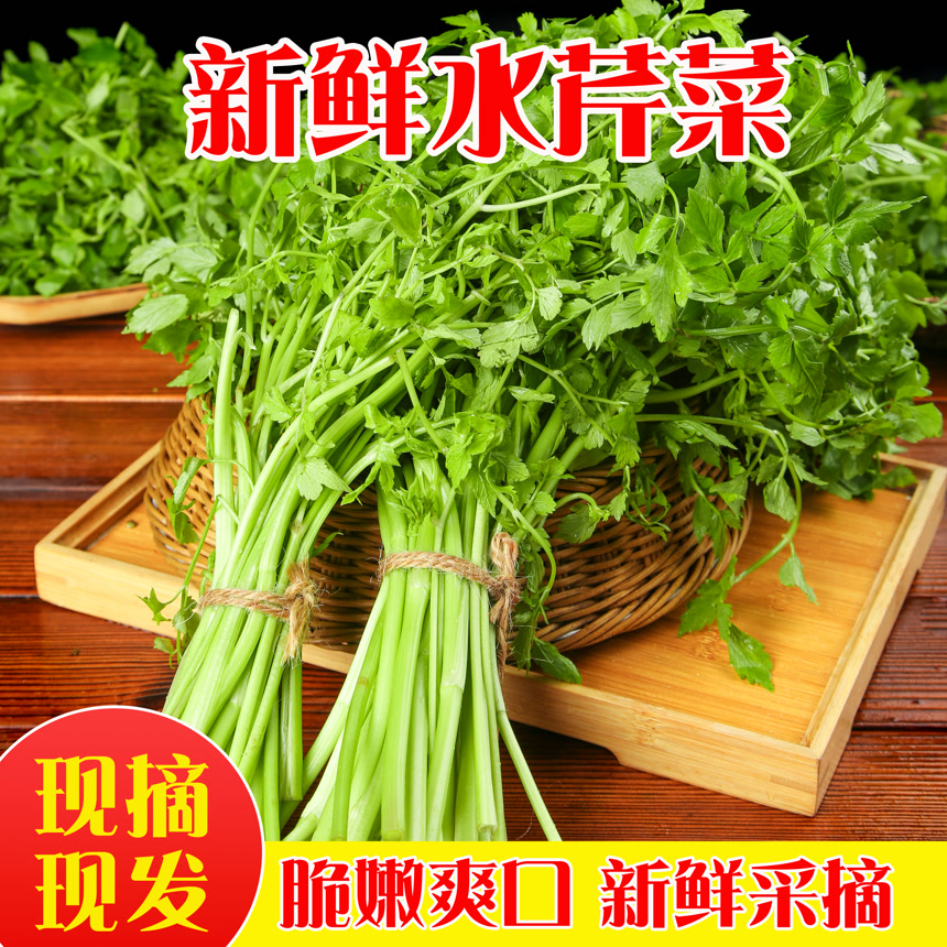 新鲜水芹菜主图