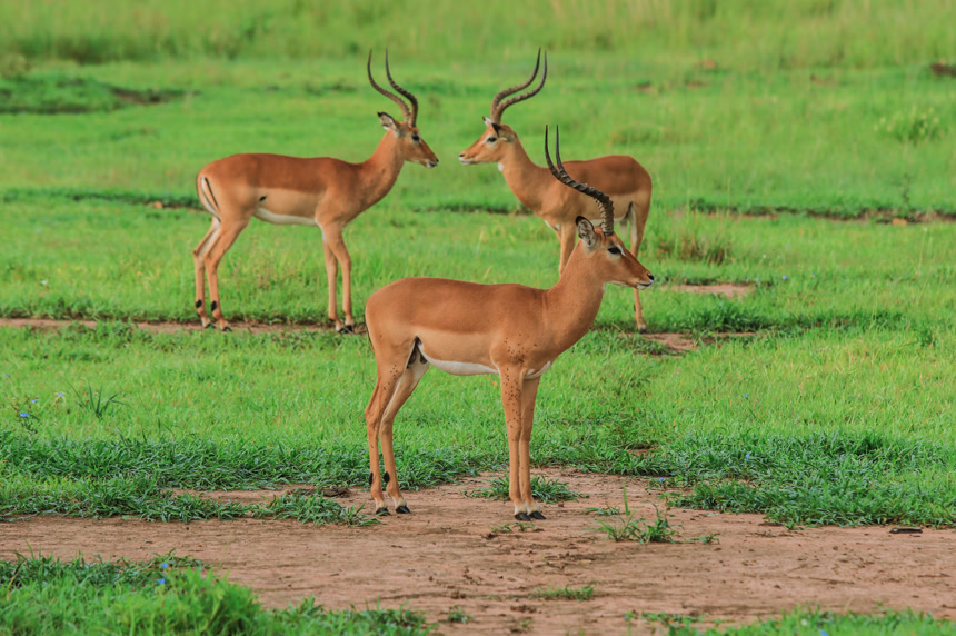坦桑尼亚米库米国家公园的野生羚羊动物背景壁纸 
