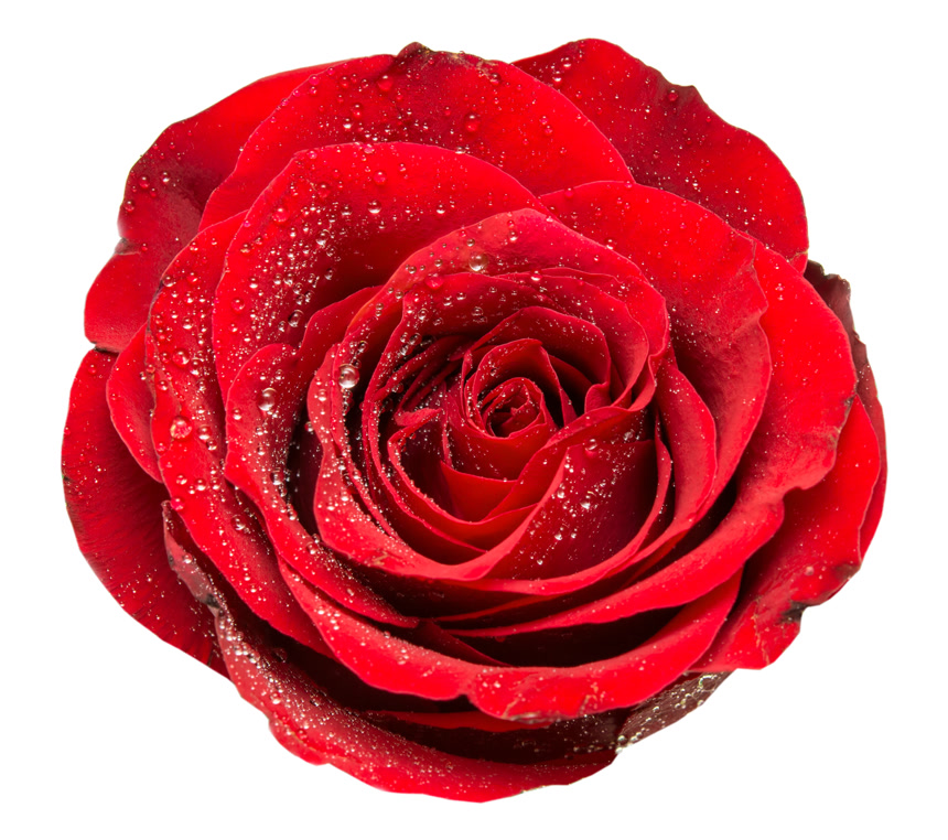 白色底图上的艳丽玫瑰花朵