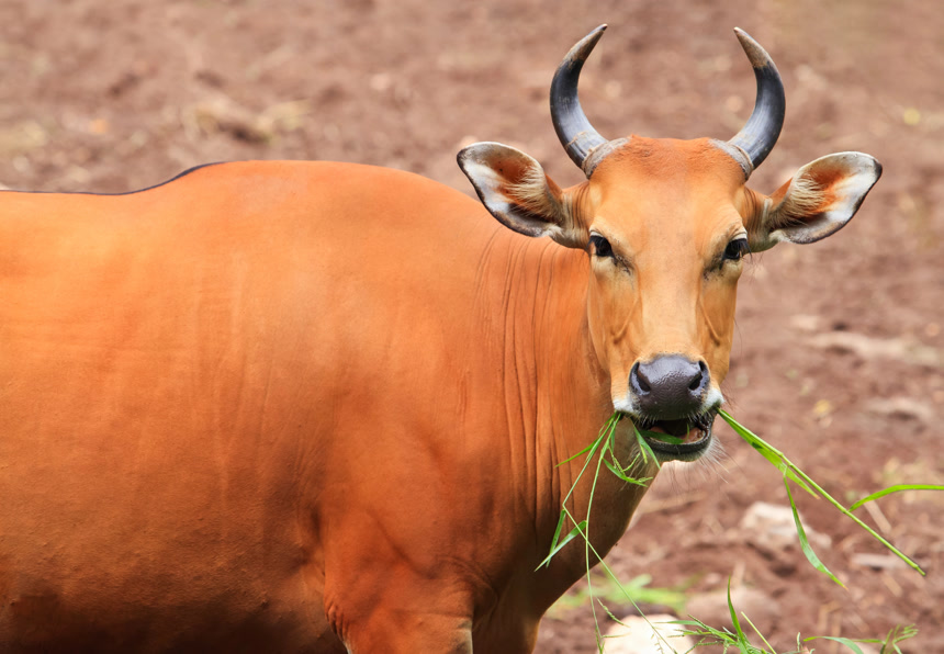 吃草的黄牛特写图