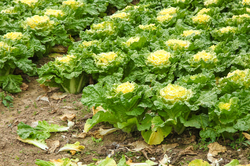 地里的大片白菜