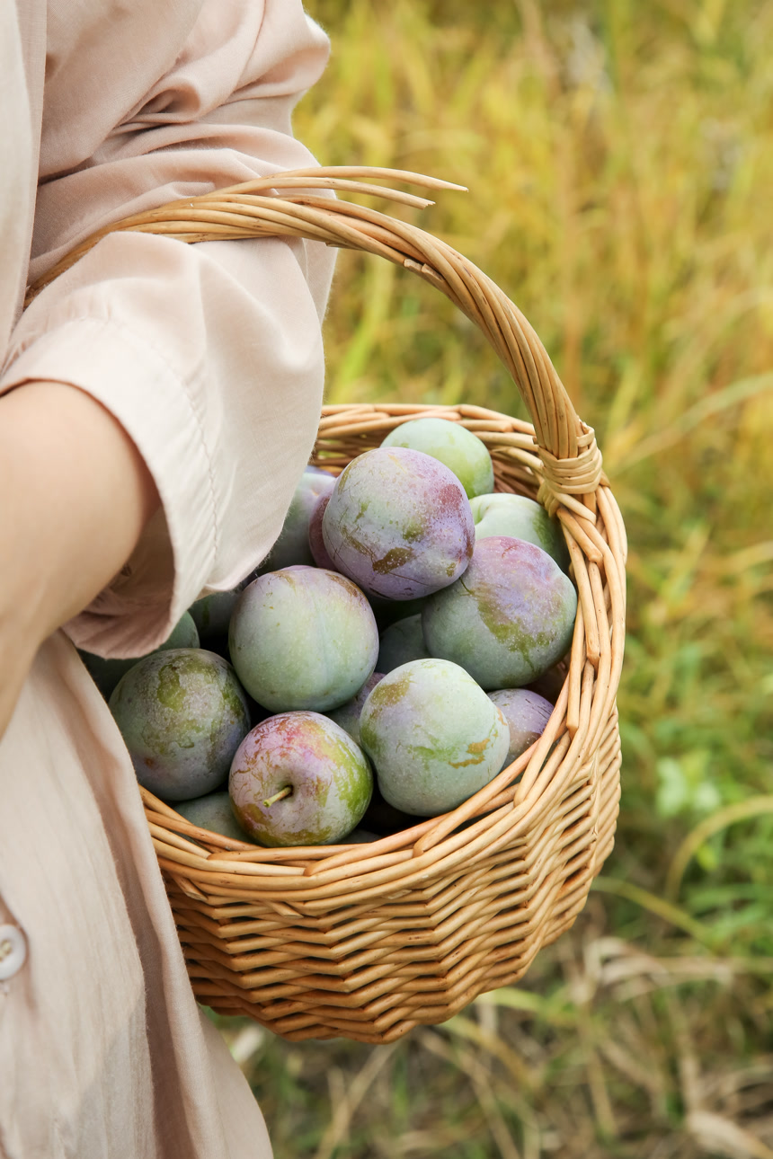 新鲜现摘的五月脆李