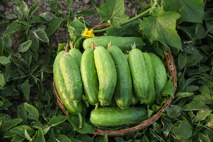 手里拿着刺黄瓜