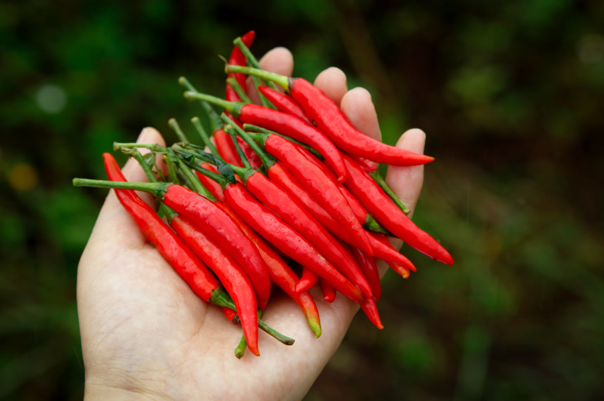 夏季菜园中的农民