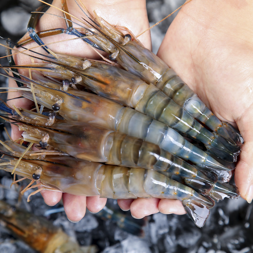 深底上的罗氏虾