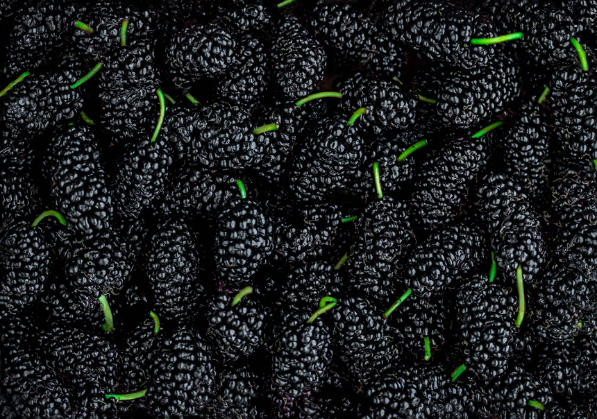 新鲜水果果实桑葚健康食物