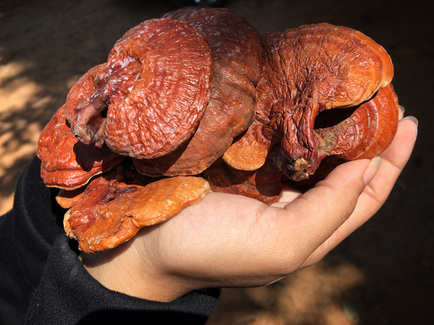 灵芝仙草保健养生食用菌野生灵芝特写