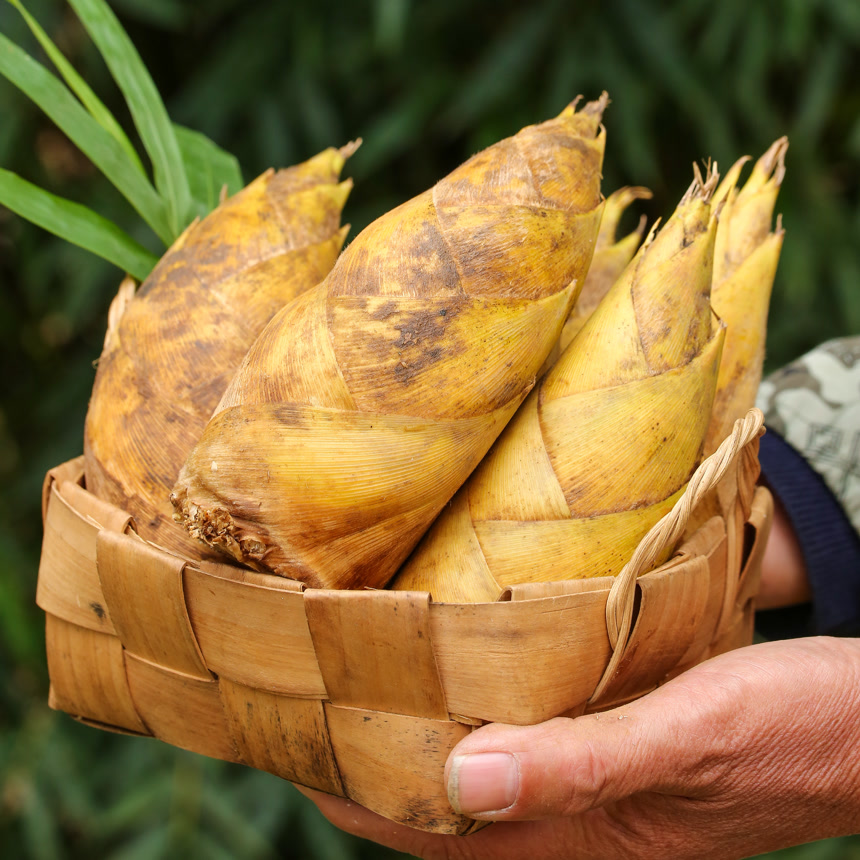 手里拿着黄泥春笋