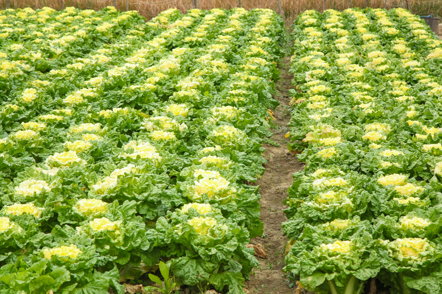 地里的大片白菜