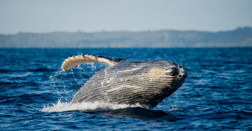 浮出海面的鲸鱼海洋生物虎鲸