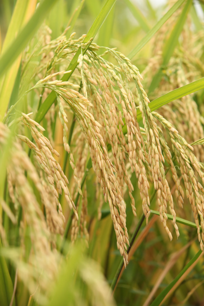 稻穗 稻子 