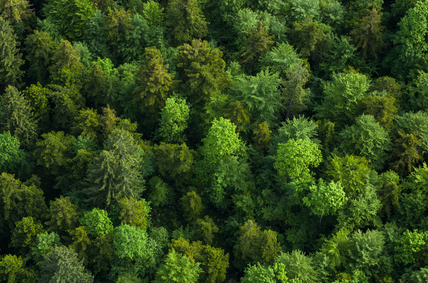 健康绿色的森林绿色生态环境天然氧吧植树节