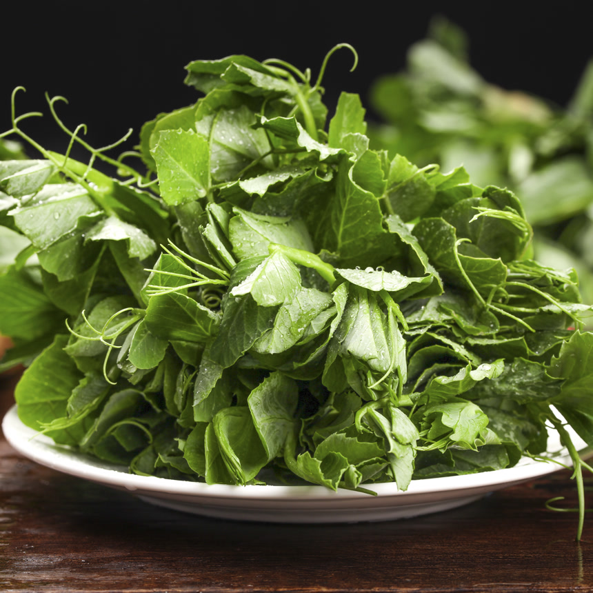 深底上的豌豆苗