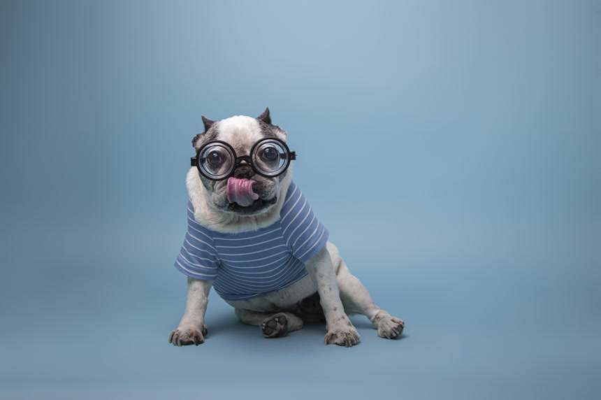 可爱的狗狗蓝色背景图爱宠宠物