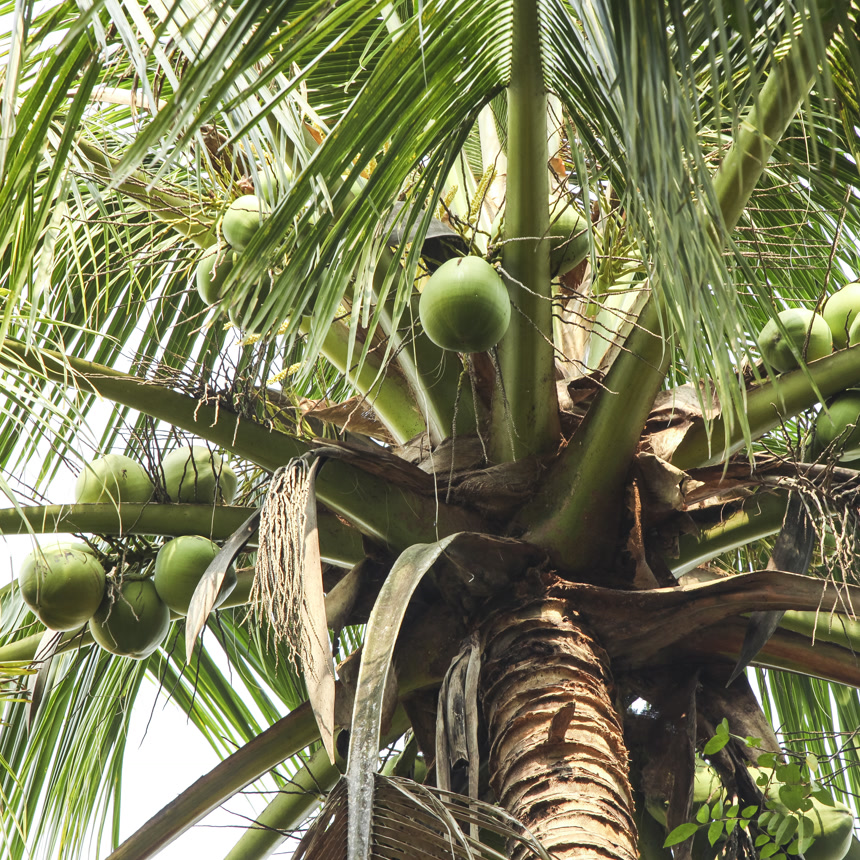 树上的海南椰青