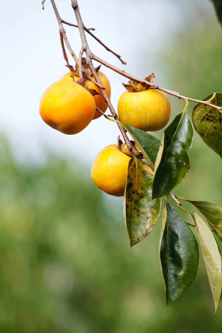 树上的新鲜柿子
