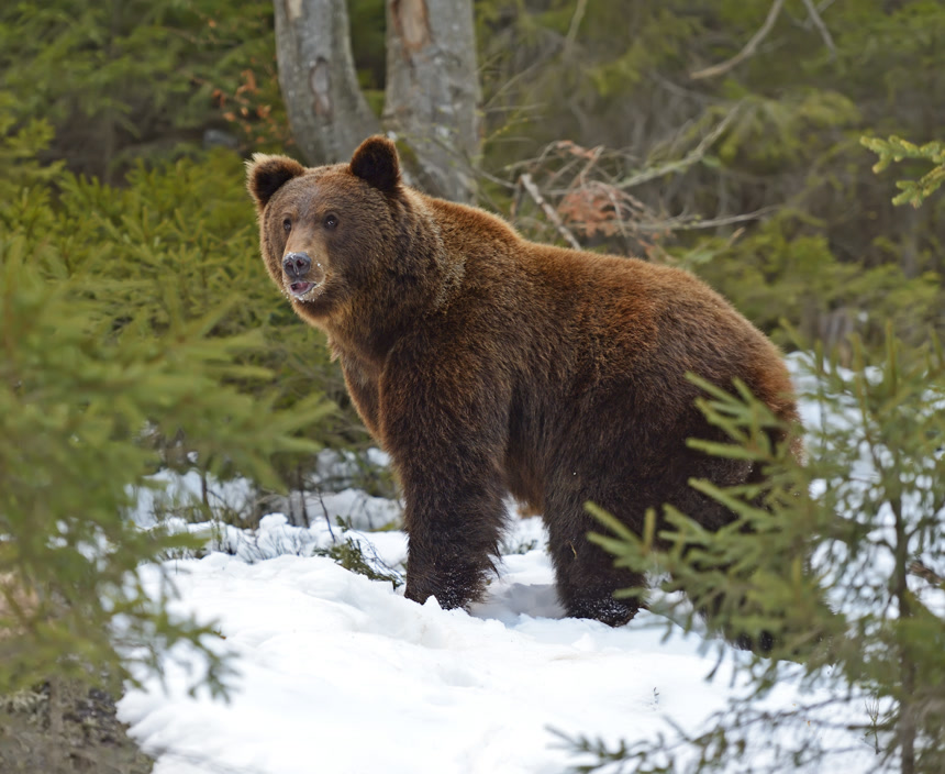 雪地里的棕熊野生动物