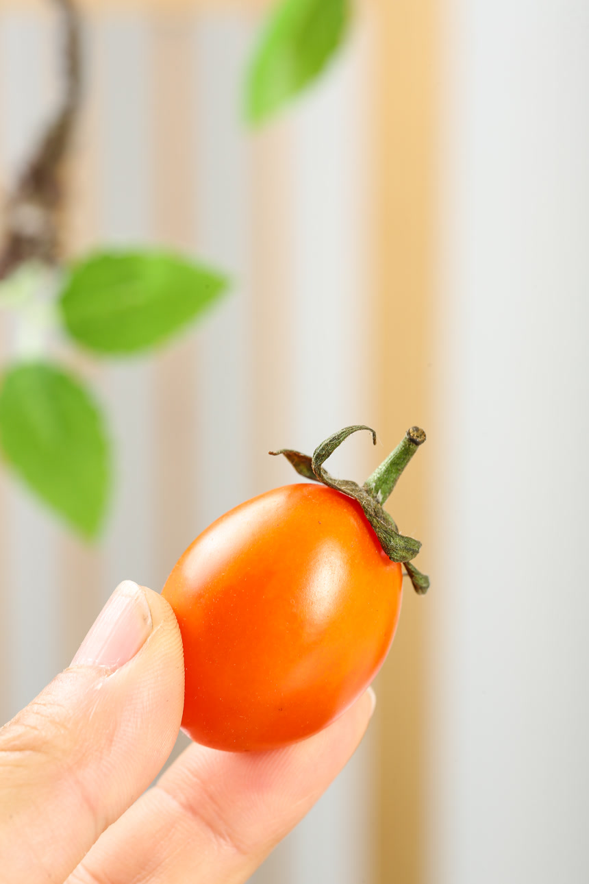 浅底上的小番茄