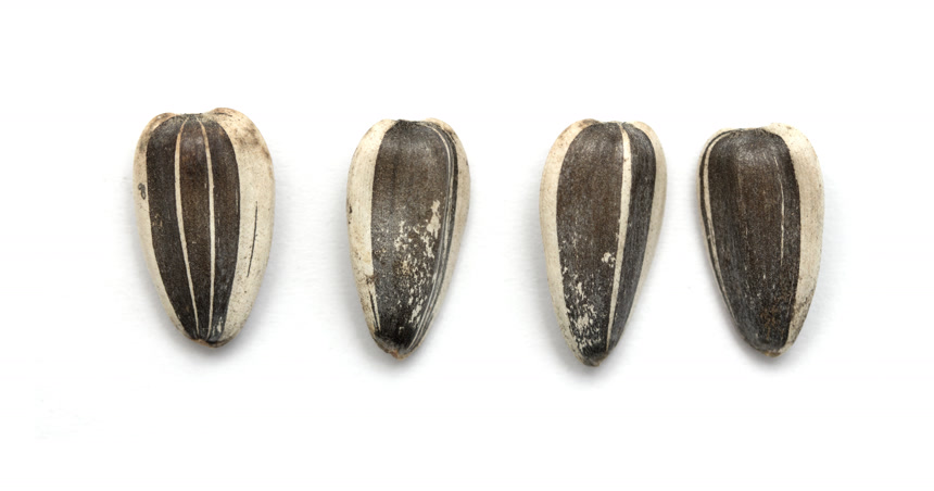 四颗形状不一的葵花籽整齐排放白底图