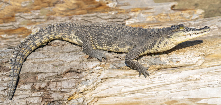 尼罗河鳄鱼食肉爬行动物