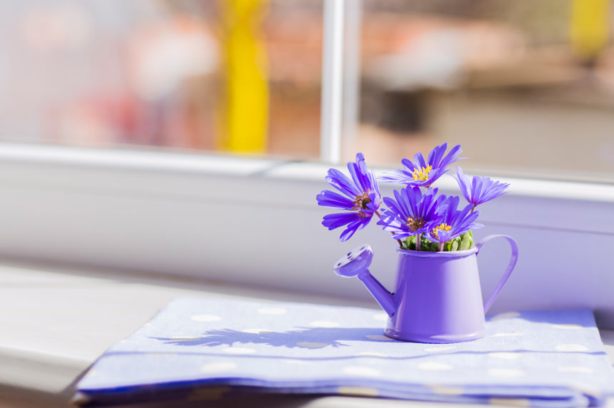 阳光下紫色小喷壶插满紫色花朵靠近窗边壁纸图