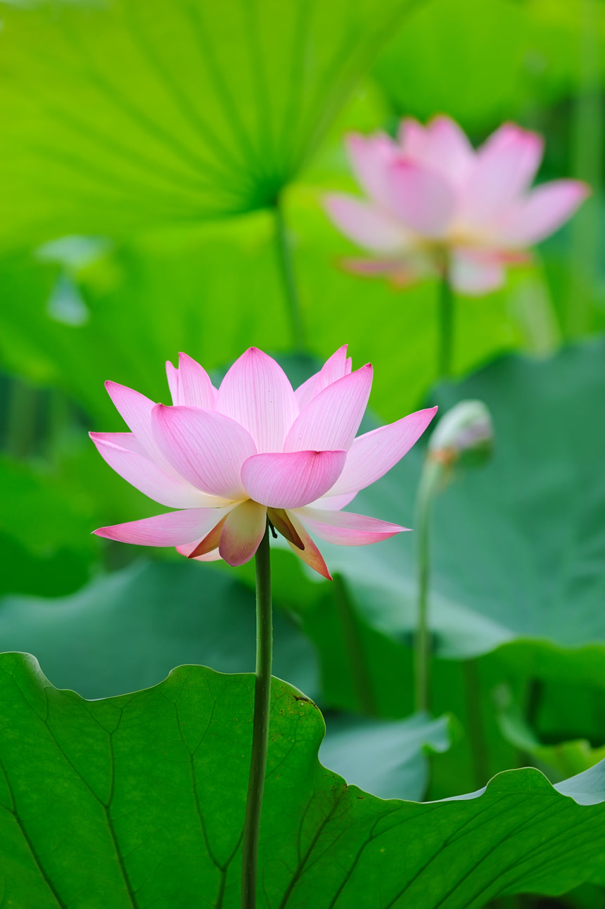 池塘盛开的莲花和莲蓬壁纸绿色风景