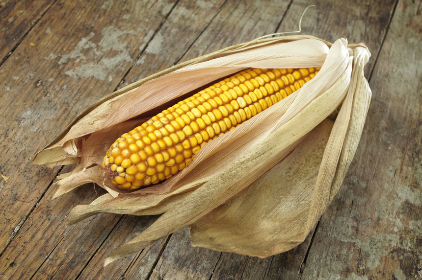 木桌上一根黄色玉米棒农作物实拍