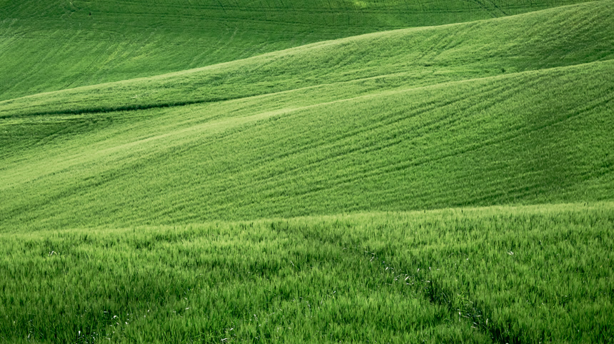 绿色草地美丽的风景自然景观