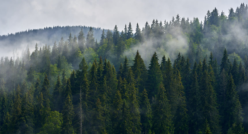 夏日清晨多雾多雨的山林自然风景