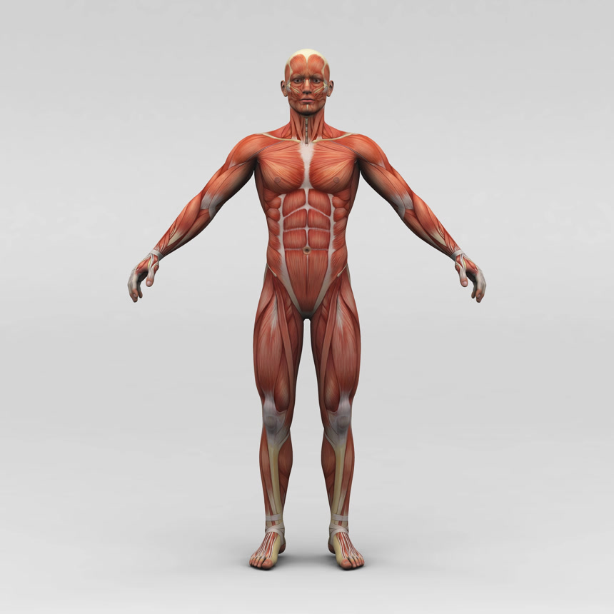 男性人体解剖学和肌肉人体解剖医学