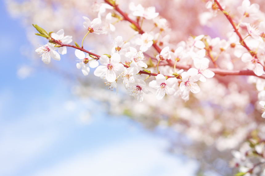 开放的严厉的桃花风景图片