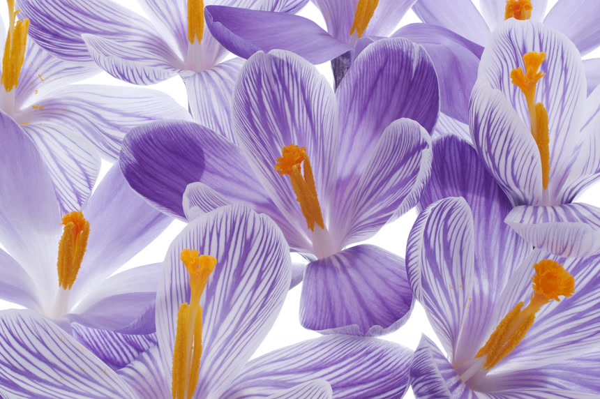 一簇番红花特写图