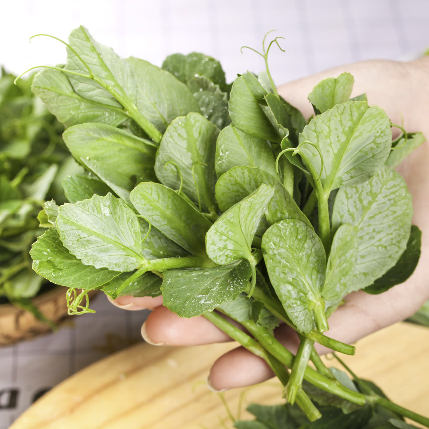 深底上的豌豆苗