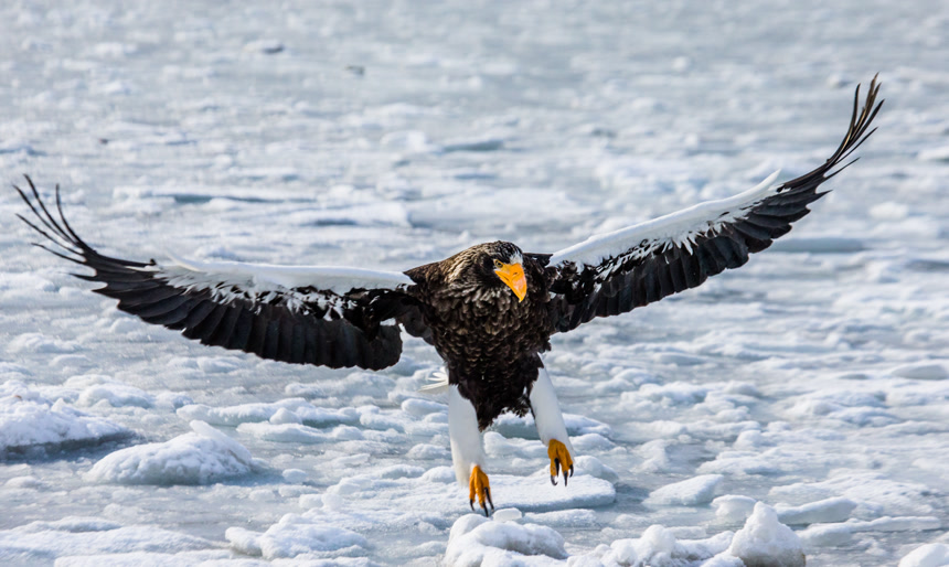 虎头海雕在雪地上空飞行保护动物